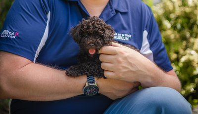 🐶 Vyberte si srdcem – Piráta i parťáka!